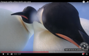 VIDEO | Dos pingüinos emperador posan para una selfie y se hace viral