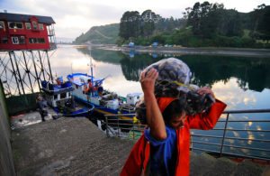Por primera vez incluyen choritos en dieta alimenticia de escolares chilotes