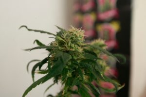 Joven denunció el robo de sus plantas de marihuana... terminó detenido por Carabineros