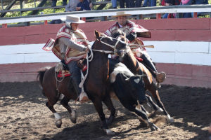 Toro intentó escapar de huasos en rodeo: siete menores heridos