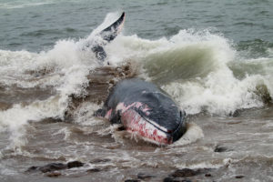 Necropsia de ballena en Talcahuano revela causa de muerte: golpe traumático de embarcación