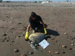 Impacto en Arica por hallazgo de tortugas marinas decapitadas en playas