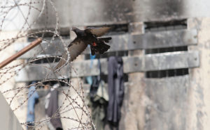 Cuando nos remecen los coletazos de la injusticia