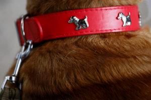 Corte de Santiago anula reglamento de copropiedad que prohibía tener mascota en condominio