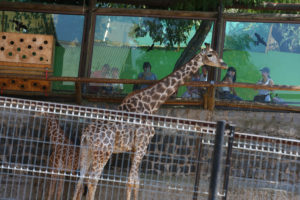 Gobierno compromete cuadriplicar terreno para el zoológico de Santiago y transformarlo en Eco-Parque