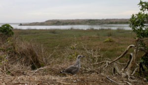 Inauguran Centro de Rescate y Rehabilitación de Fauna Silvestre en el Parque Ecológico La Isla