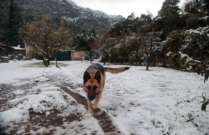 Alcalde Lavín habilita albergue para perros afectados por lluvias
