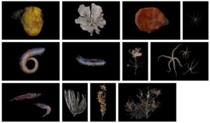 Revelan pruebas de nuevos ecosistemas marinos en la Antártica