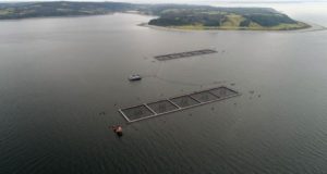 Pescadores artesanales presentan querella criminal por escape de salmones