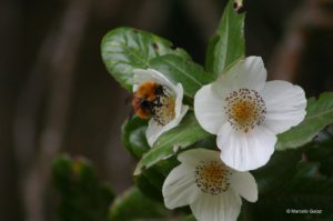 “El ocaso de las abejas”: científicos piden frenar importación de abejorro europeo a Chile