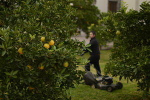 La Moneda cuelga naranjas en los árboles para que se vieran más 