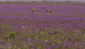 Latam España promociona el Desierto Florido pese a que descartaron el fenómeno para este año por sequía