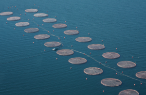 ¿Cuáles son algunos de los impactos ambientales de un escape masivo de salmones?
