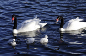Tragedia en Valdivia: 157 cisnes negros han muerto por el ataque de lobos marinos