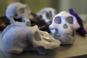 Museo Nacional de Historia Natural se convierte en el primer recinto en digitalizar sus colecciones en 3D