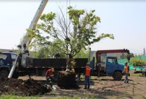 Ley Arbolito: más allá de un nombre y del fin de los plátanos orientales
