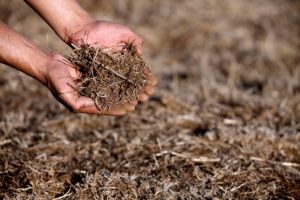 Más de 75 comunas sufren sequía a lo largo del país