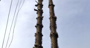 Denuncian indignante poda a Araucaria ante Conaf y autoridades de Temuco