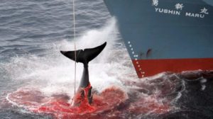 Japón sincera su postura y anuncia reactivación de la caza comercial de ballenas