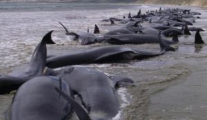 Encuentran a 145 ballenas varadas en playas de Nueva Zelanda