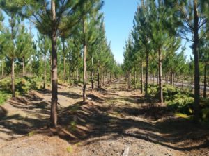 Prevención de incendios forestales: la importancia de trabajar en coordinación con la comunidad