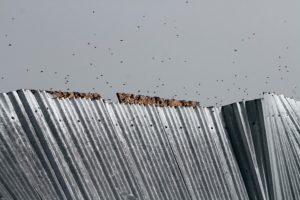 Las abejas: víctimas silenciosas de los incendios forestales