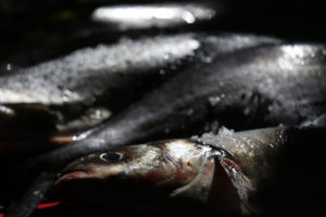 Pescadores de Puerto Montt exigen millonaria indemnización por escape de salmones
