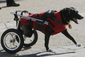 Colegio de veterinarios prepara unidad especial de rescate de animales en catástrofes naturales