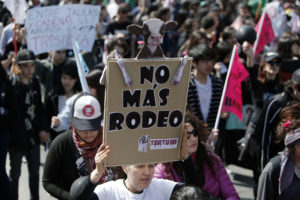 Presentan querella por maltrato animal en el rodeo por primera vez en Chile