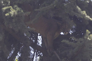 Puma de Lo Barnechea volverá a su hábitat natural cuando se recupere