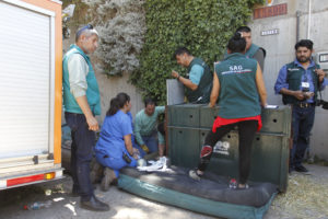 Puma de El Arrayán fue liberado en la cordillera y en perfectas condiciones