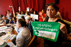 Senado inició tramitación de despenalización de uso medicinal de la marihuana