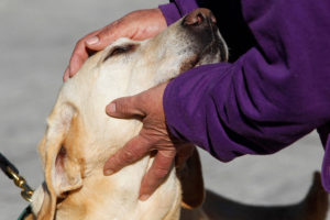 Ley Cholito: se acerca fin de plazo para inscribir mascotas y comenzará entrega de multas