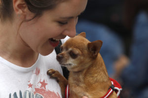 Inscripción de mascotas: todo lo que debes saber sobre la nueva ley que partirá el 12 de febrero