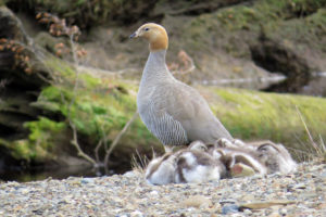 Conaf inicia hoy su cuidado del canquén colorado con nueva área de protección