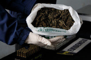 Incautan 17 mil plantas de marihuana avaluada en $6.500 millones en provincias de Choapa y Limarí