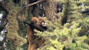 Directora del Zoológico Metropolitano recomienda no alimentar animales silvestres