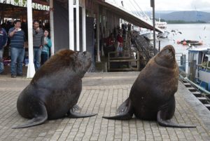 Valdivia es la mejor ciudad de Chile para vivir, luego Viña del Mar y La Serena