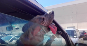 VIDEO | Nuevo maltrato animal: familia dejó a perro en el auto con más de 37º
