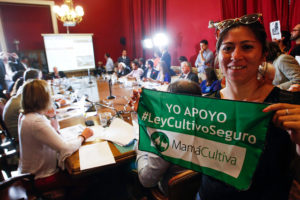 Marihuana medicinal: Comisión de salud del Senado inició su discusión