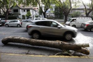 Providencia aumenta multas a inmobiliarias por árbol dañado