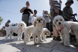 Registro Nacional de Mascotas ya supera los 200 mil inscritos
