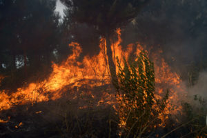 En pleno invierno: alerta preventiva en RM por amenaza de incendios forestales