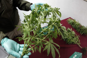 Decomisan histórica plantación de marihuana en Ñuble: 3 millones en dosis