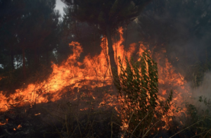 Más de 30 incendios forestales siguen consumiendo los bosques de Chile este domingo
