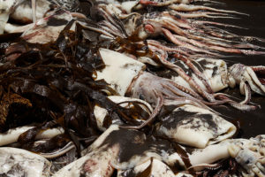 Bahía Inglesa sufre segunda varazón de jibias en menos de 24 horas