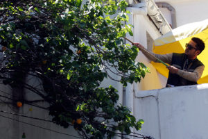 Liberan machos estériles de mosca de la fruta para combatir plaga en la RM