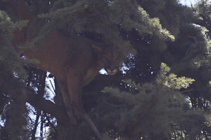 Puma rescatado en Chicureo fue reinsertado en la cordillera