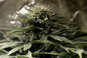 Incautan 38 mil plantas de marihuana en la región de Coquimbo