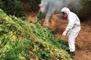 Descubren gigantesca plantación de marihuana: equivale a cuatro canchas de fútbol
